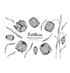 Collection Set Of Fritillaria Flower And Leaves