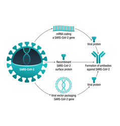 Covid-19 Vaccine Types Rna Subunit Viral