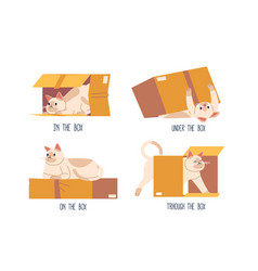 Cute Cat Character In Different Poses With Box