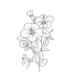 China Rose Flower Drawing