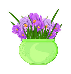 Crocus Flowers In Pot