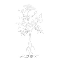 Sketch Angelica Sinensis Or Dong Quai