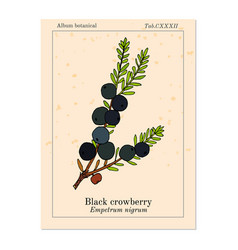 Black Crowberry Empetrum Nigrum Edible