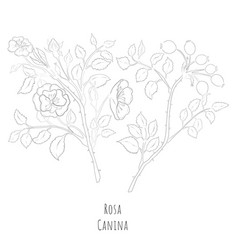 Sketch Rosa Canina Or Dog Rose