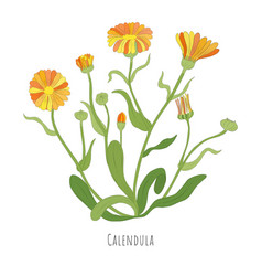 Sketch Calendula Or Desert Marigold Herb