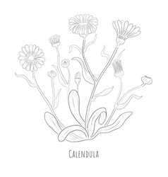 Sketch A Calendula Or Desert Marigold Herb