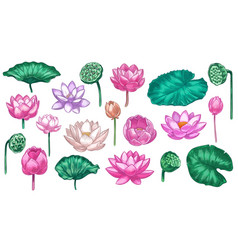 Pink Lotus Water Lily Flowers Lotus