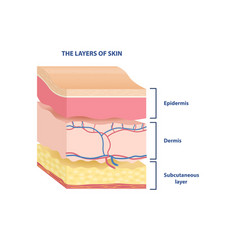 Layers Of Skin Sticker