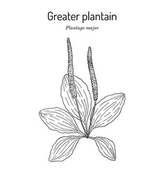 Great Plantain Plantago Major - Medicinal Plant