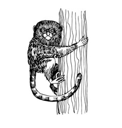 Pygmy Marmoset Monkey Sitting On A Tree