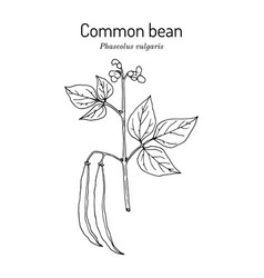 Common Bean Phaseolus Vulgaris