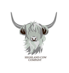 Portrait Of Highland Cattle