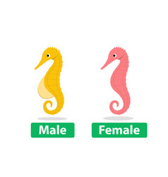 Side View Male And Female Seahorse Cartoon