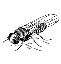 Drosophila