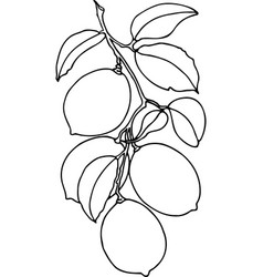 Contour Drawing Of Lemons On A Branch With Leaves