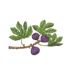 Fig Tree Branch With Fruits And Leaves Sketch