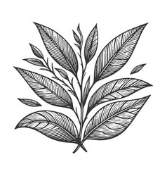 Tea Branch Engraving Line Art