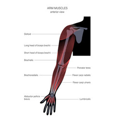 Muscular System Arms