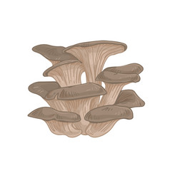 Oyster Mushroom Or Fungus Bunch Pleurotus