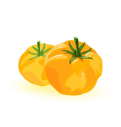 Two Fresh Yellow Tomato With Umami Flavor Ripe