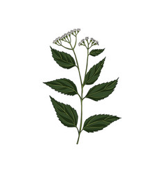 Drawing White Snakeroot