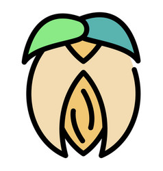 Jojoba Nut Icon Color Outline