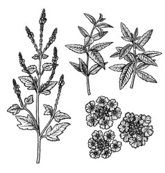 Hand Drawn Set Of Verbena Flowers Leaves