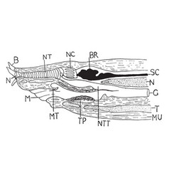 Hagfish Anterior Vintage