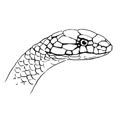 Ophiophagus Hannah