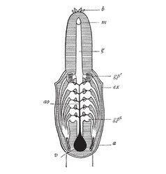 Hagfish Respiratory System Vintage