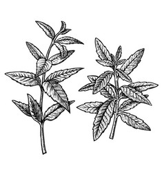 Hand Drawn Verbena Leaves And Twigs Vintage