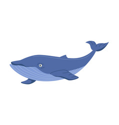 Underwater Animals Ocean Whale