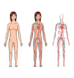 Circulatory System Woman