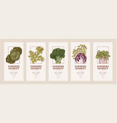 Farmers Market Flyers Cabbage Set Light