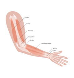 Muscular System Arms