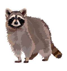 Realistic Raccoon Isolated