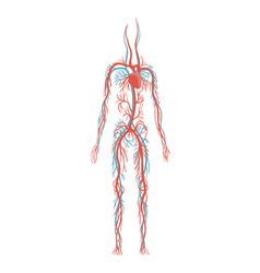 Circulatory System Woman