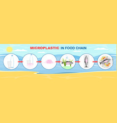 Microplastic In Food Chain Infographic