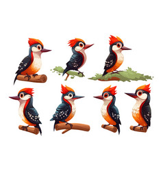 Set Of Woodpecker Bird Isolated