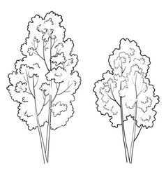 Deciduous Tree Vector Images Over 5 400
