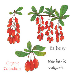 Berberis