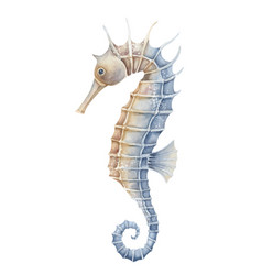 Sea Horse On Isolated Background Hand Drawn