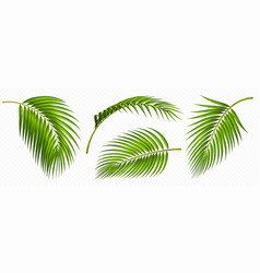 Tropical Green Palm Leaves Isolated Set