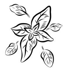 Hand Drawn Sketch Style Basil Herbal Engraved