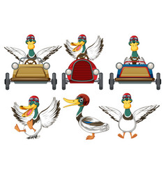 Soapbox Derby Race Concept With Ducks