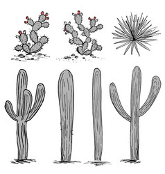 Cacti Group Prickly Pear Cactus Blue Agaves