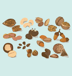 Colorful Natural Organic Nuts Collection