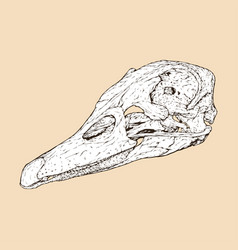 Domestic Duck Skull Head