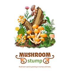 Wild Mushroom Species Growing On Stump