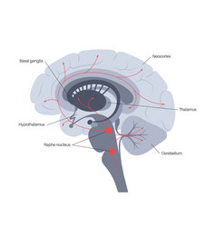 Serotonin Pathway In Brain